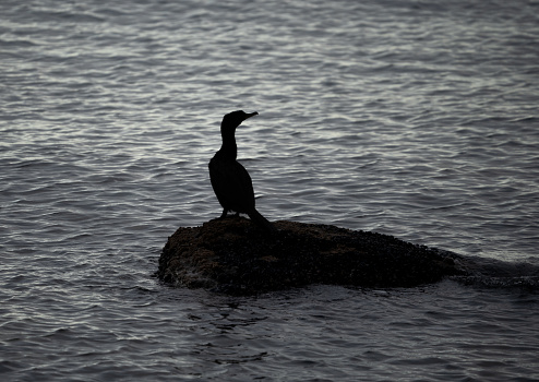 a cormorant standing on a rock at night, bird silhouette