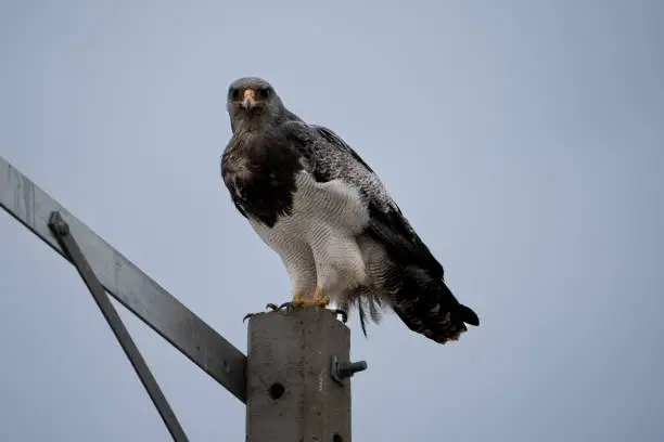 black-chested buzzard-eagle on a pole