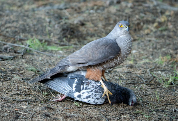 hawk hunting and eating a pigeon