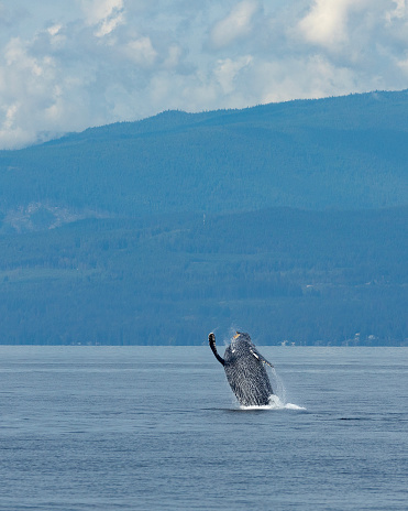 A female Humpback Whale; Megaptera novaeangliae, breaching in the Salish Sea off Vancouver, BC, Canada