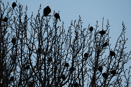 group of birds sleeping on a tree