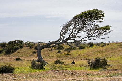 tree twisted by the wind, strong winds in Patagonia