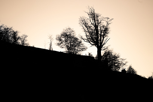 tree silhoutte at night dark landscape, minimalism