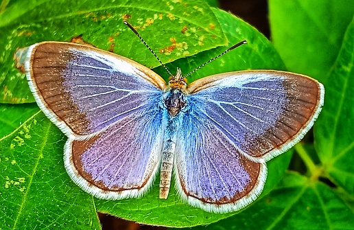 Pseudozizeeria butterfly from family lycaenidae