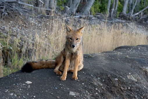 andean fox sitting front shot on a hill