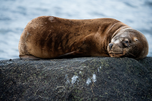 sea wolf slepping peacefully on a rock close up