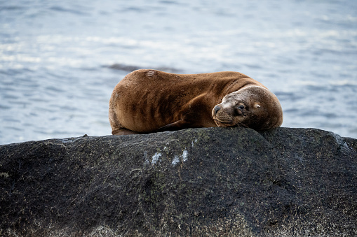 sea wolf sleeping on a rock next to the ocean side head