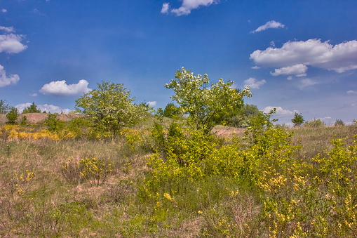 Spring landscape with blooming yellow broom bushes in the foreground and a blue sky with white clouds.