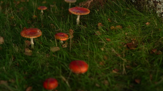 Red toadstool mushrooms in grass in autumn