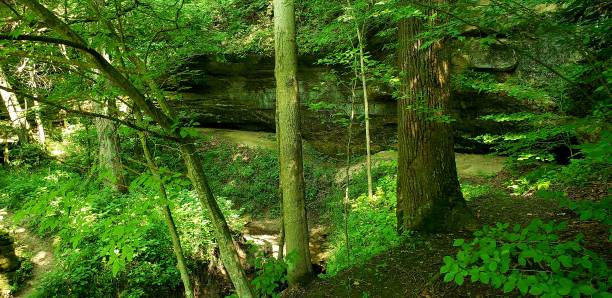 Forests of North America