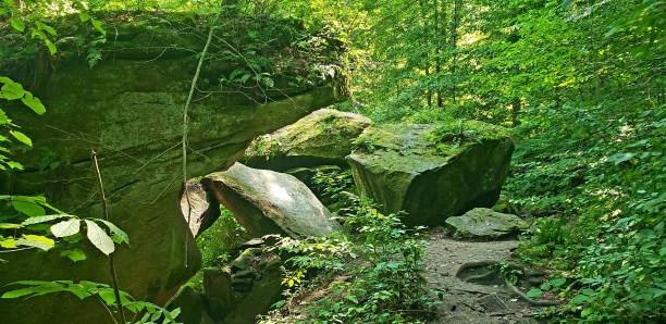istock Forests of North America 1910567886