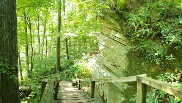 istock Forests of North America 1910567888