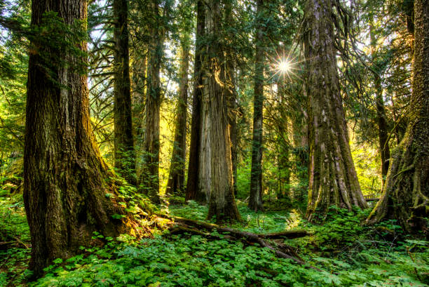 hutan hutan leluhur - washington pacific northwest foto potret stok, foto, & gambar bebas royalti
