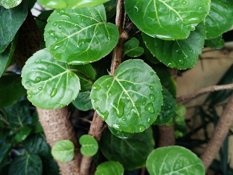 Heart-shaped green leaves. Plum aralia plant as background.