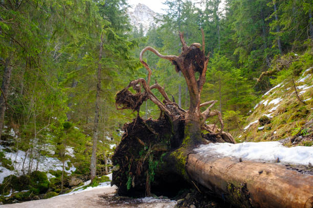 Scenery of a large tree that fell down due to the strong winds.