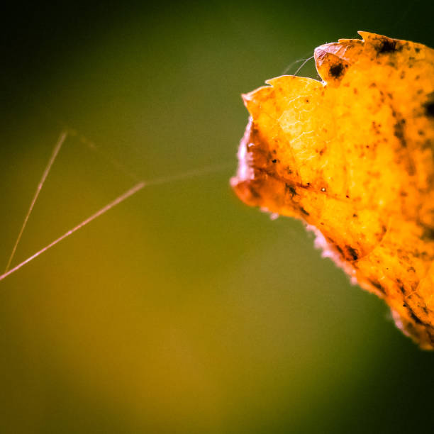 istock Close up image of a decaying autumnal maple leaf with spiders web 1910656417