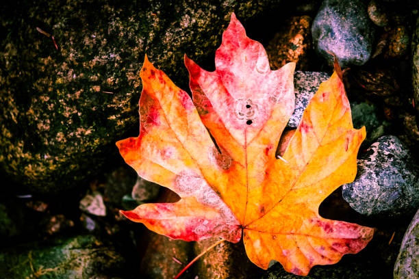istock Autumnal maple leaf floating in a creek 1910660104