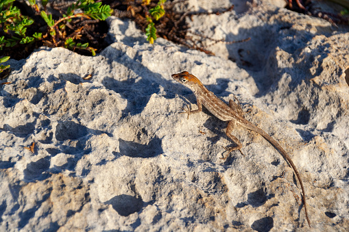 A lizard on the island of Cayo Coco