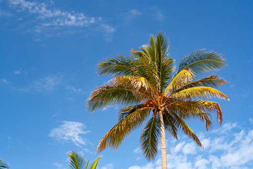 A palm tree in Cayo Coco
