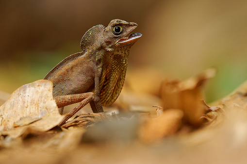 Otocryptis wiegmanni - Brown-patched kangaroo lizard, Sri Lankan kangaroo lizard or Wiegmann's agama, small, ground-dwelling agamid lizard endemic to Sri Lanka, fighting and displaying.