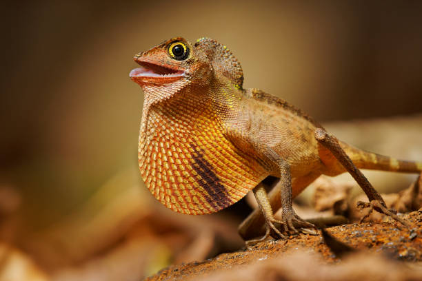 istock Otocryptis wiegmanni - Brown-patched kangaroo lizard, Sri Lankan kangaroo lizard or Wiegmann's agama, small, ground-dwelling agamid lizard endemic to Sri Lanka, fighting and displaying 1910670774