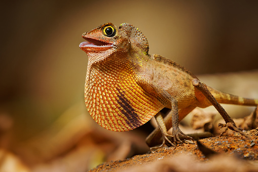Otocryptis wiegmanni - Brown-patched kangaroo lizard, Sri Lankan kangaroo lizard or Wiegmann's agama, small, ground-dwelling agamid lizard endemic to Sri Lanka, fighting and displaying.