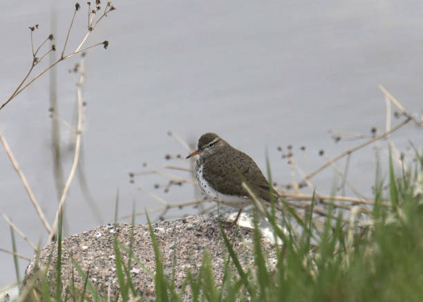istock Spotted Sandpiper (actitic macularius) perched on big rock beside a pond 1910673952