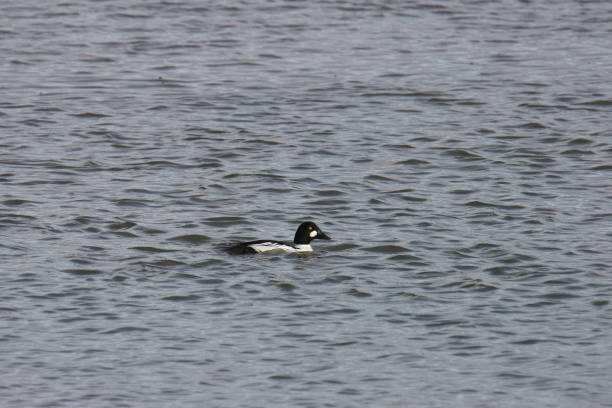 istock Common Goldeneye (male) (bucephala clangula) swimming in the ocean 1910675037