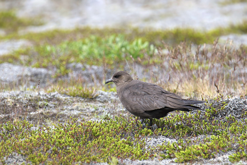 Arctic Skua (dark morph) (stercorarius parasiticus) perched in a grassy meadow