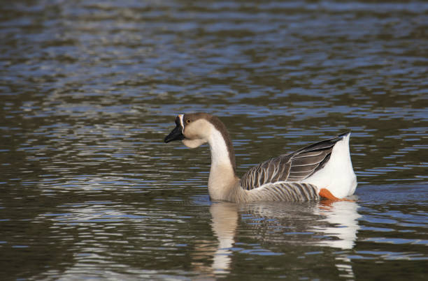 istock Chinese Swan Goose (anser cygnoides) swimming in a pond 1910677667