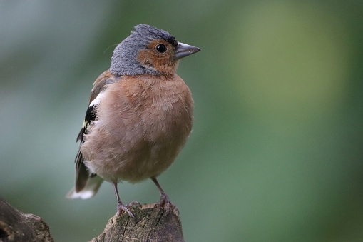Young chaffinch sat on wood
