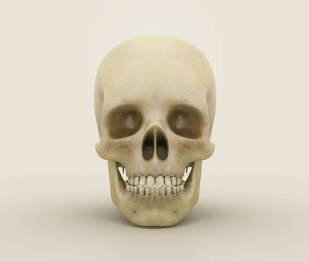 3D人間の頭蓋骨