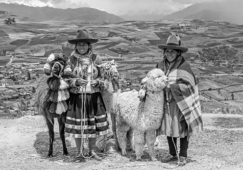 Rural portrait of Peruvian Quechua Indigenous women in traditional clothing with domestic animals, two llama and one alpaca in Cusco province, Peru.