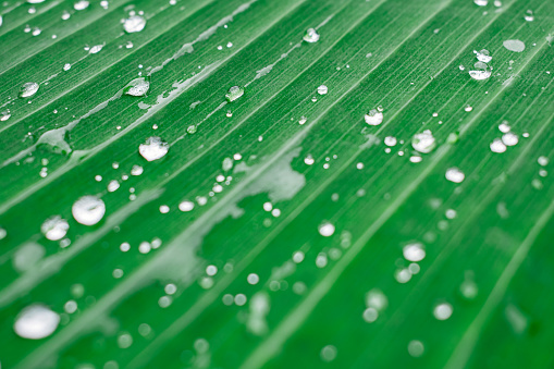 close up banana leaves with droplets