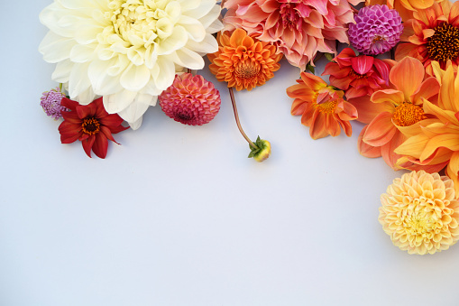 Panoramic display of mixed fresh vibrant flowers on blurry green background. High resolution image suitable for banners