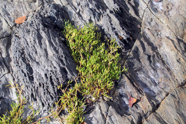 istock Sea Purslane (Sesuvium portulacastrum) plant on rocks at a beach 1910735016