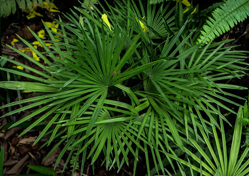 Stock photo showing close-up view of large, green Mexican fan palm (Trachycarpus fortunei) leaf planted in a tropical garden with lush foliage plants growing outside in New Delhi, India. This hardy, evergreen palm tree is also known as a windmill palm or Chusan palm.
