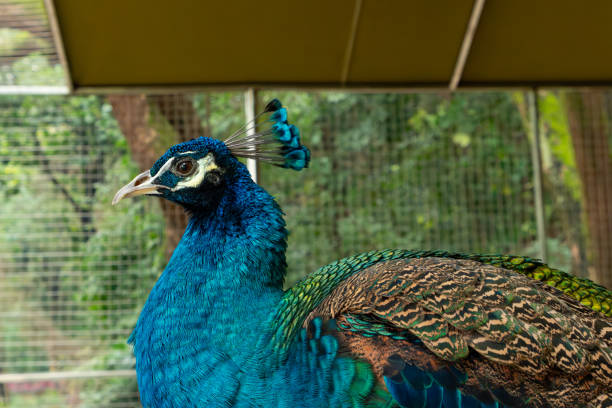 istock male peacock in a cage 1910789428