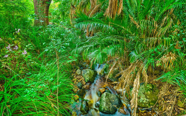 istock Flowers, plant and trees 1910793660
