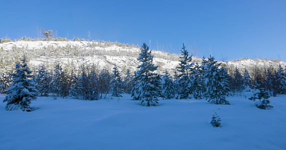 Snow covered forest and hill on sunny day