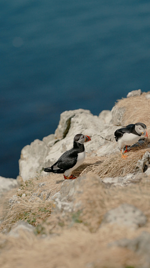 Pair of Puffins (Fratercula arctica) in Puffin colony above sea