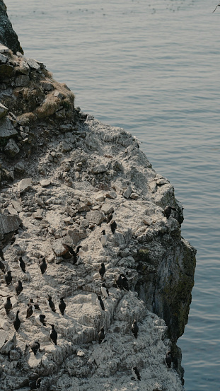 Puffin (Fratercula arctica) in Puffin colony above sea
