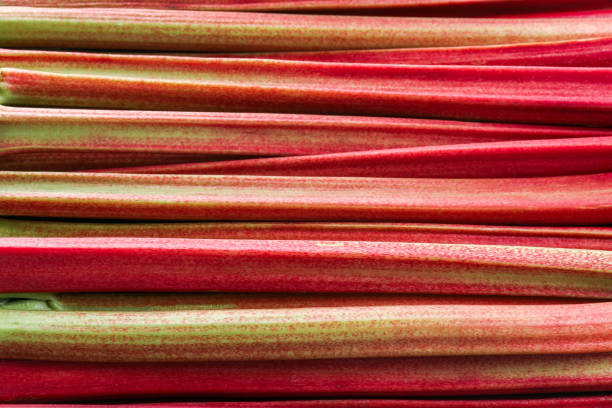 Fresh ripe rhubarb stalks as background, closeup