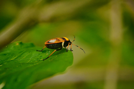 animalia insecta hemiptera familia largidae percevejo largus humilis