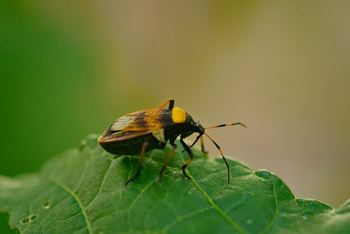 animalia insecta hemiptera familia largidae percevejo largus humilis