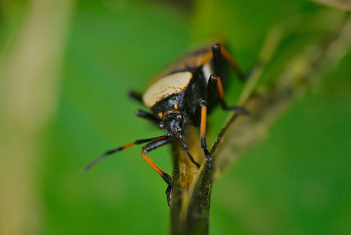 animalia insecta hemiptera familia largidae percevejo largus humilis