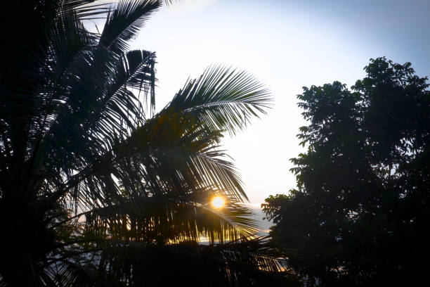 istock morning sunlight behind the coconut tree 1910875568