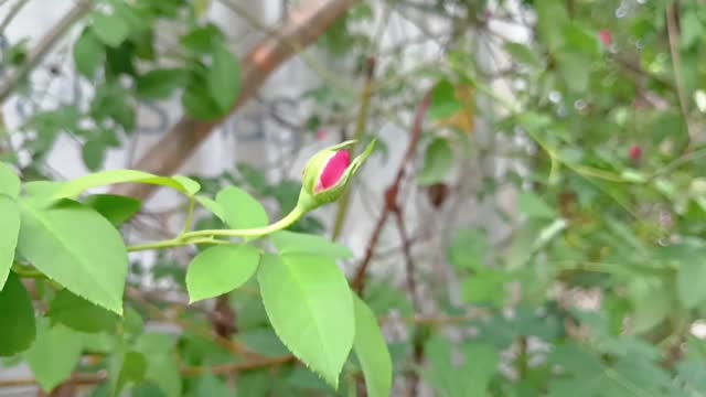 Red rose buds are growing in the garden.