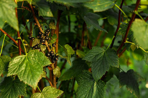 Ripe blackcurrants growing on bush outdoors, closeup