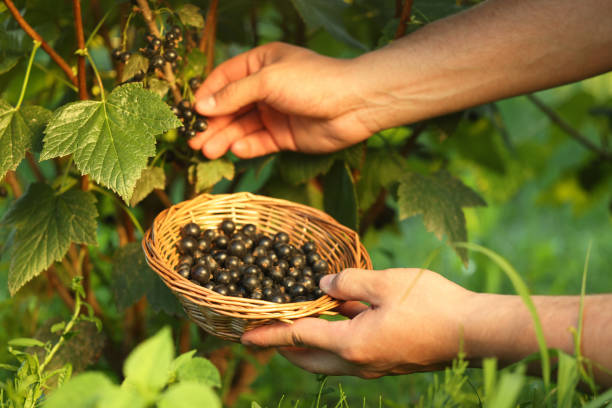istock Woman with wicker bowl picking ripe blackcurrants from bush outdoors, closeup 1910880991